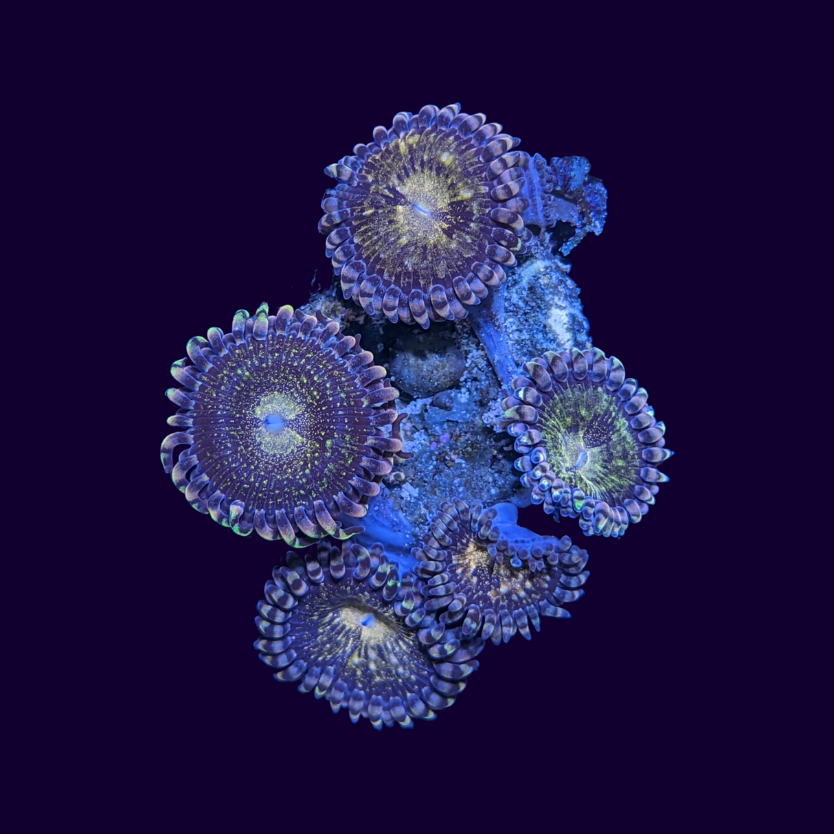 Reverse Space Monster Zoa