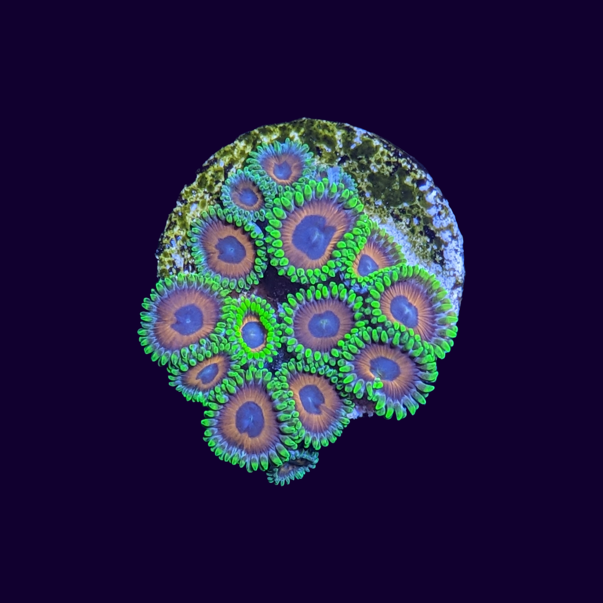 Eagle Eyes Zoa Frag