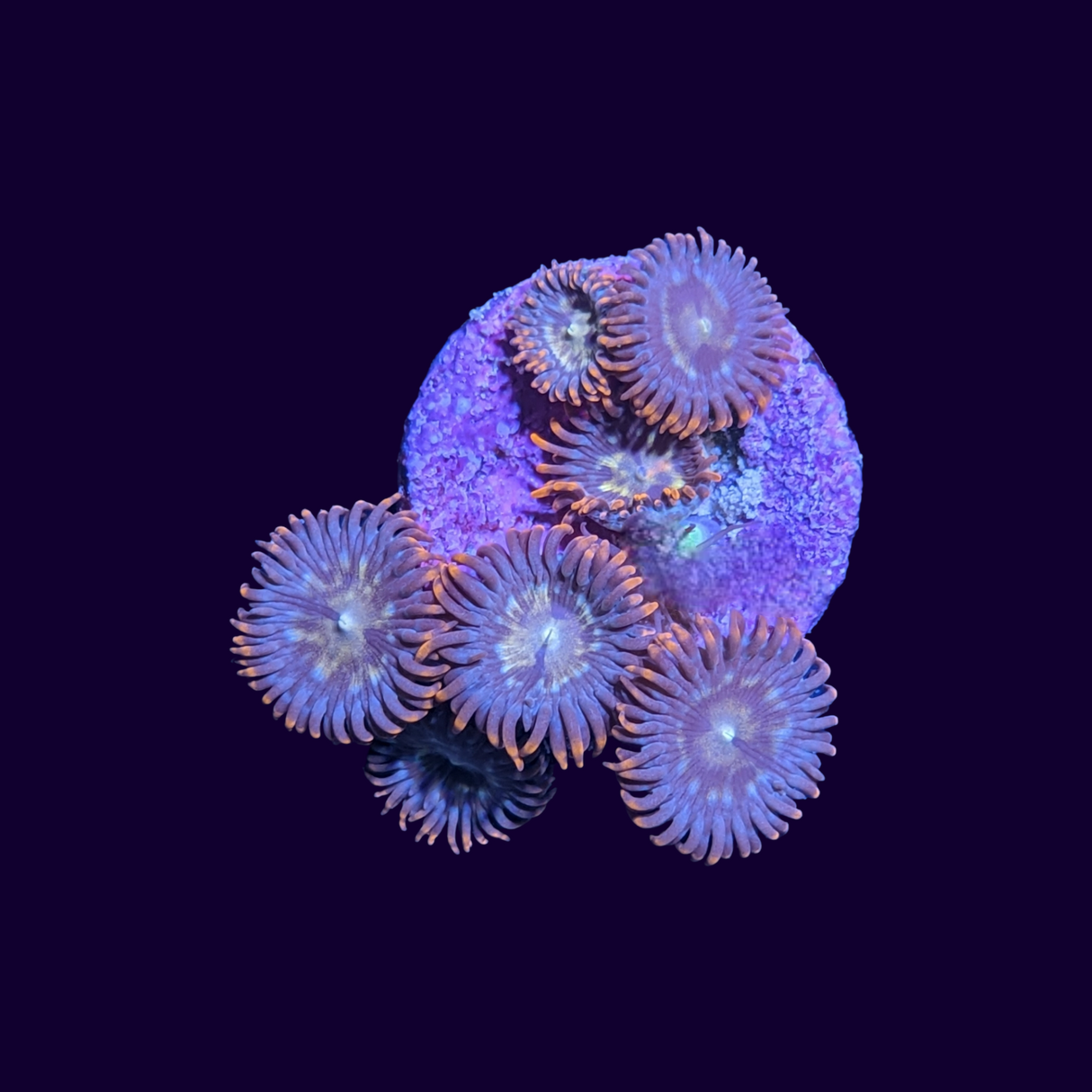 Chocolate Orange Zoa Frag (UK Grown)