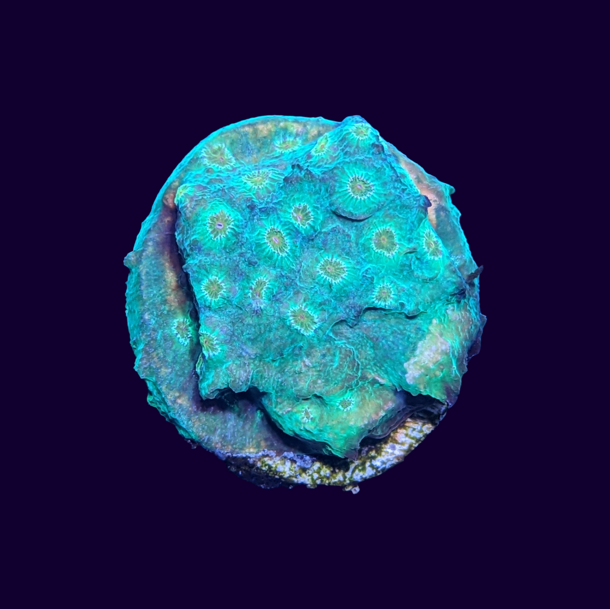 Meteor Shower Cyphastrea