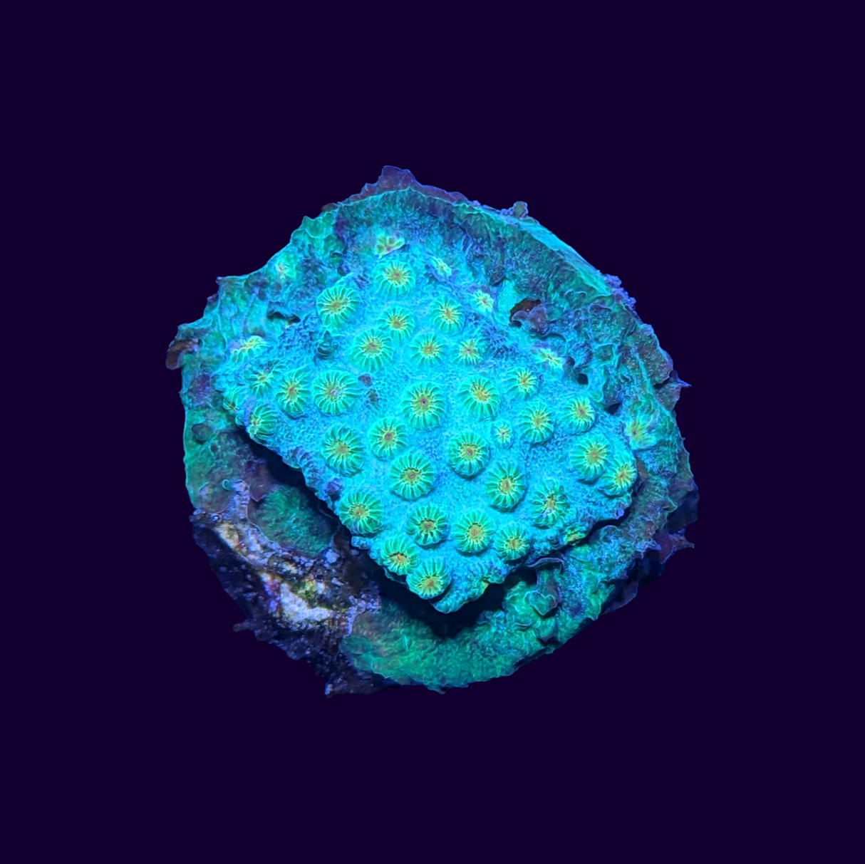 Meteor Shower Cyphastrea