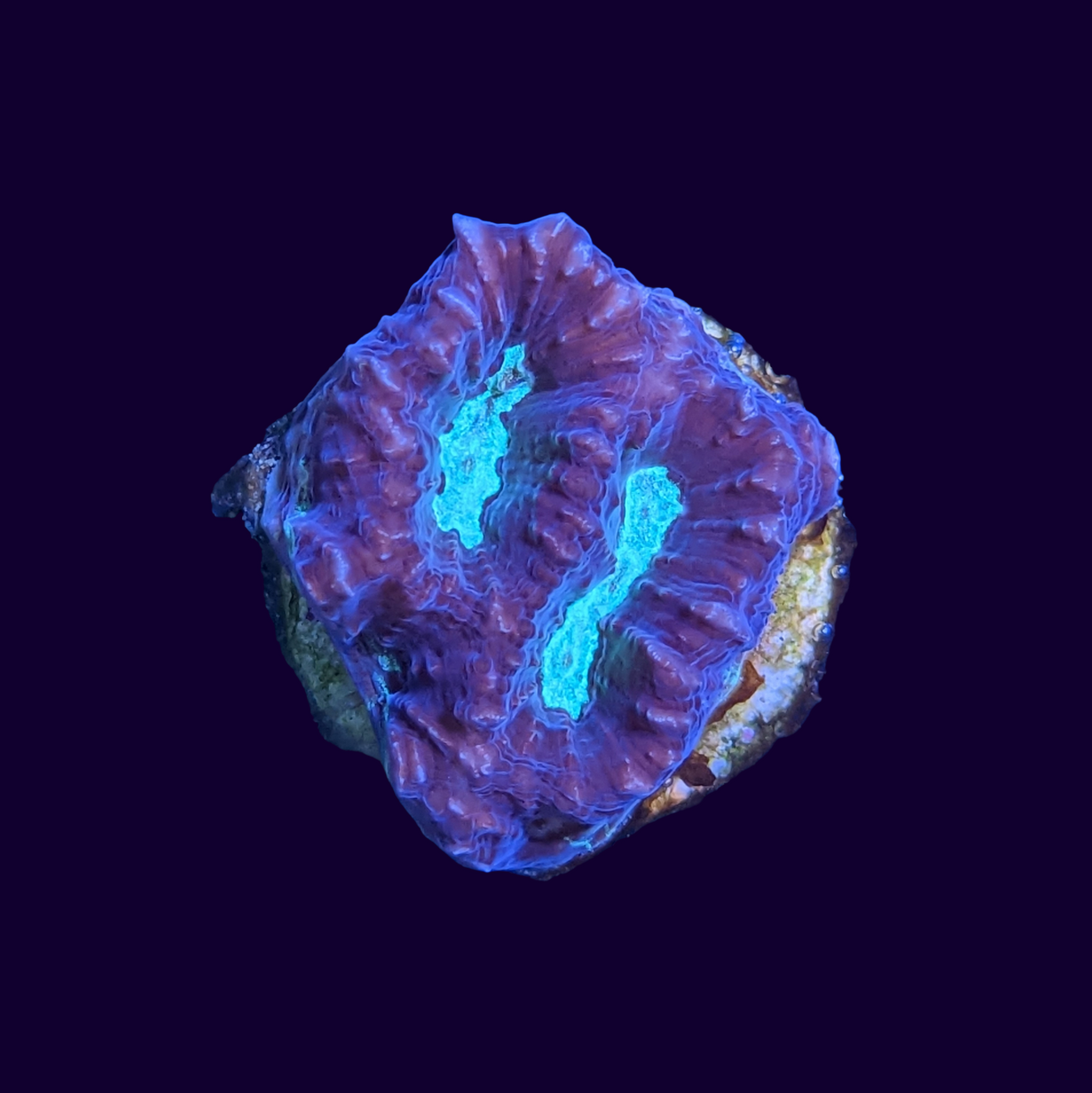 Red and Green Favites