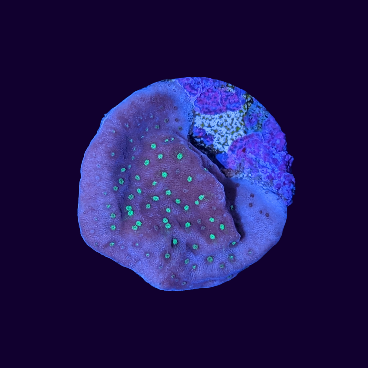 Tropic Thunder Montipora