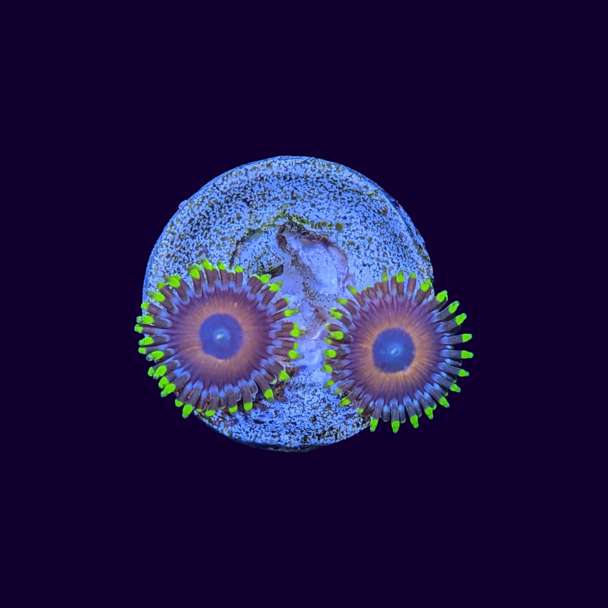 Eagle Eyes Zoas Frag