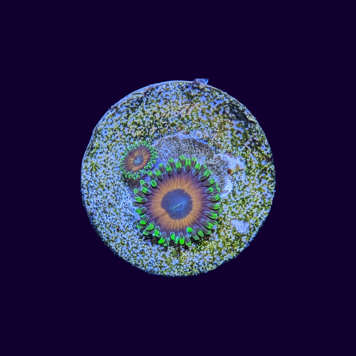 Eagle Eyes Zoas Frag