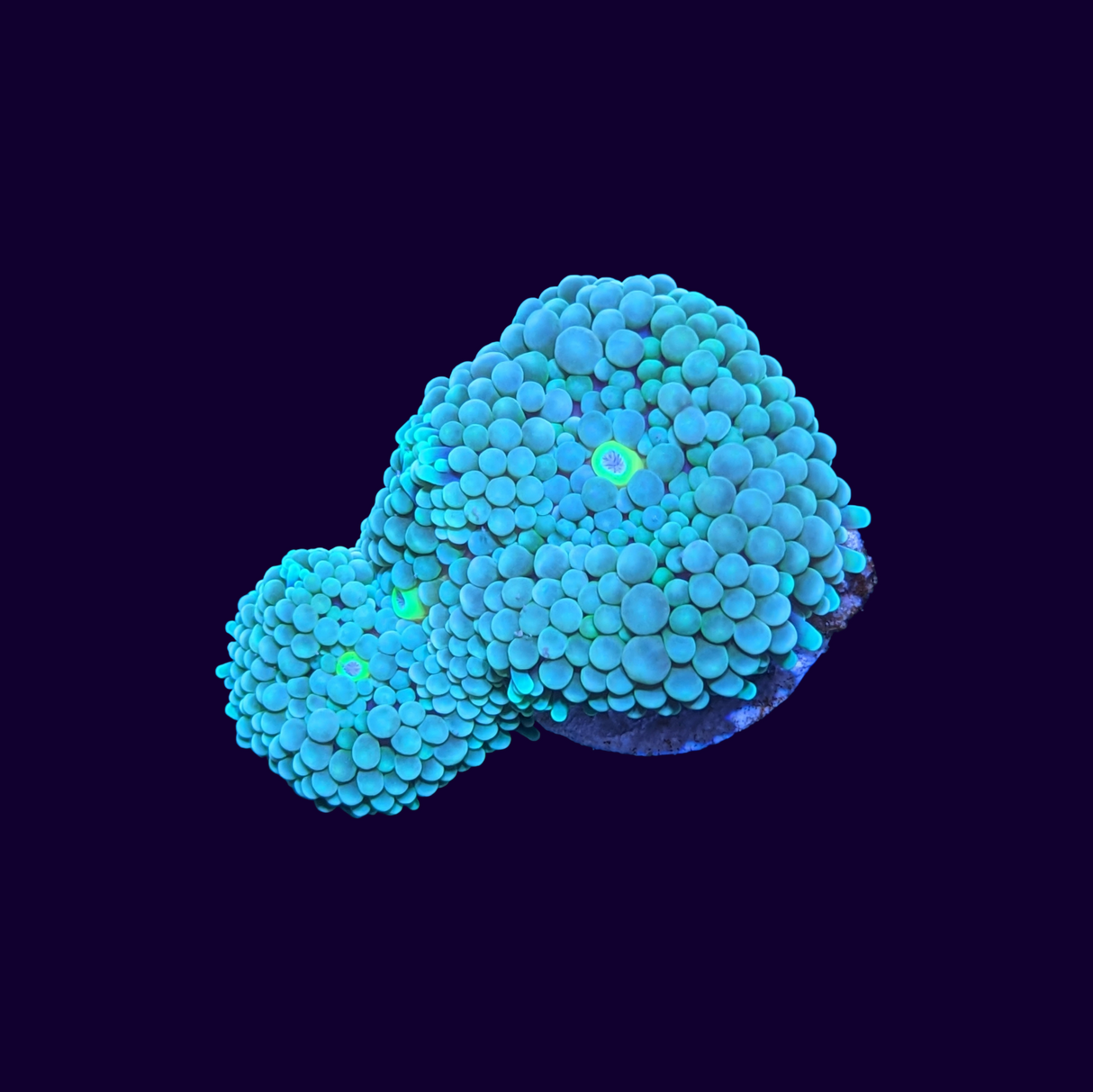 Florida Ricordea Mushroom