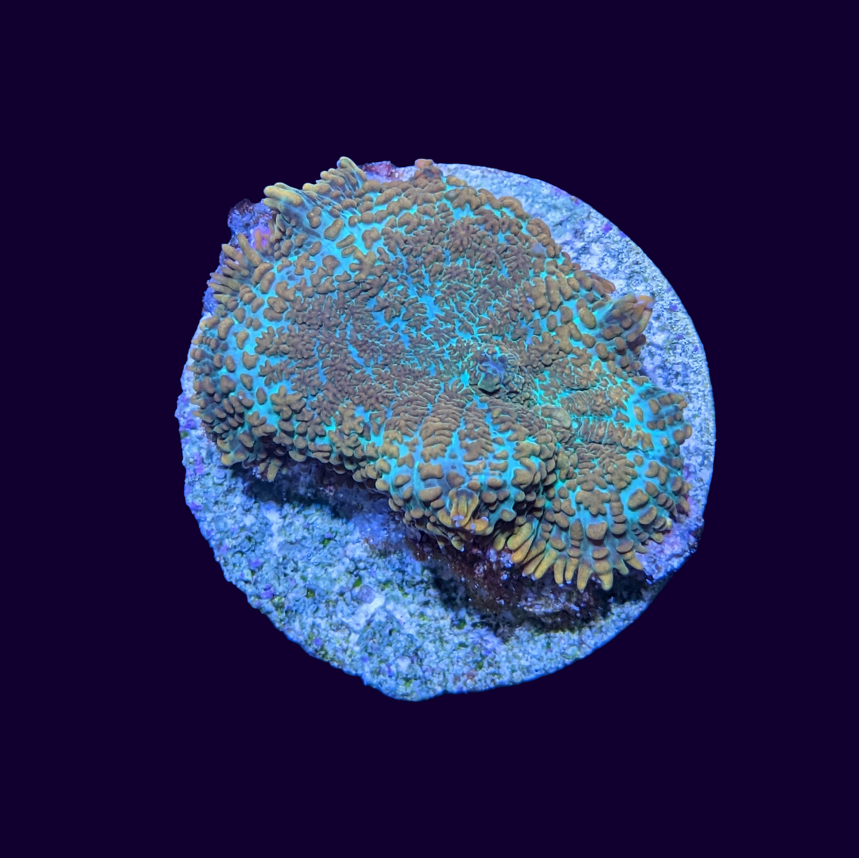 Australian Orange Rhodactis Mushroom