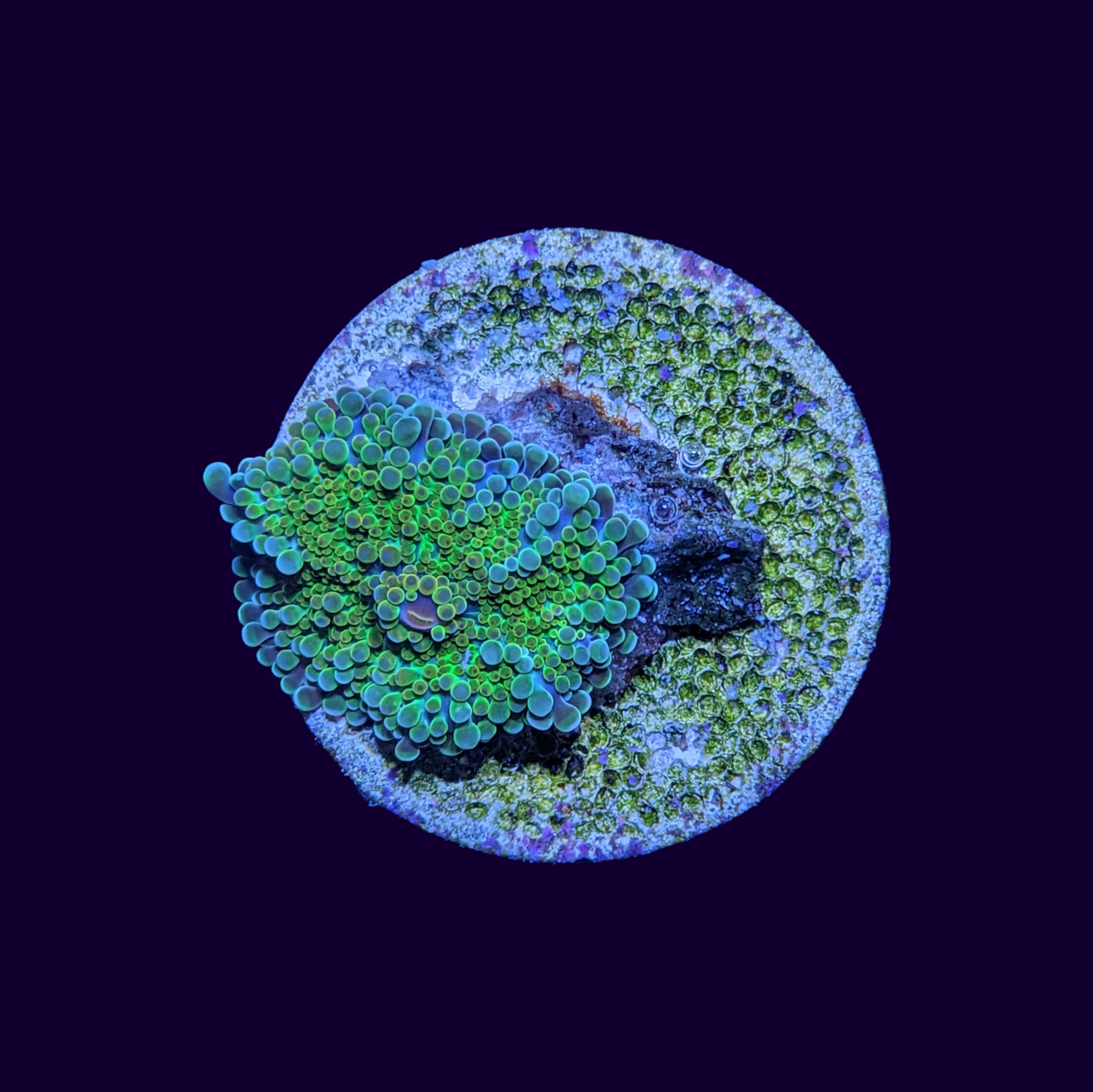 Yuma Ricordea Mushroom