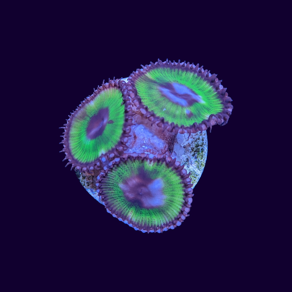 Grandis Paly Zoa Frag