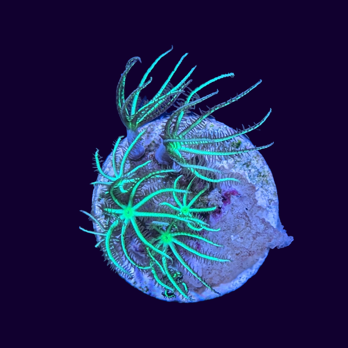 Green Star Polyp Frag