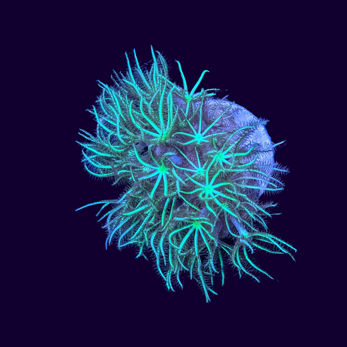 Green Star Polyp Frag