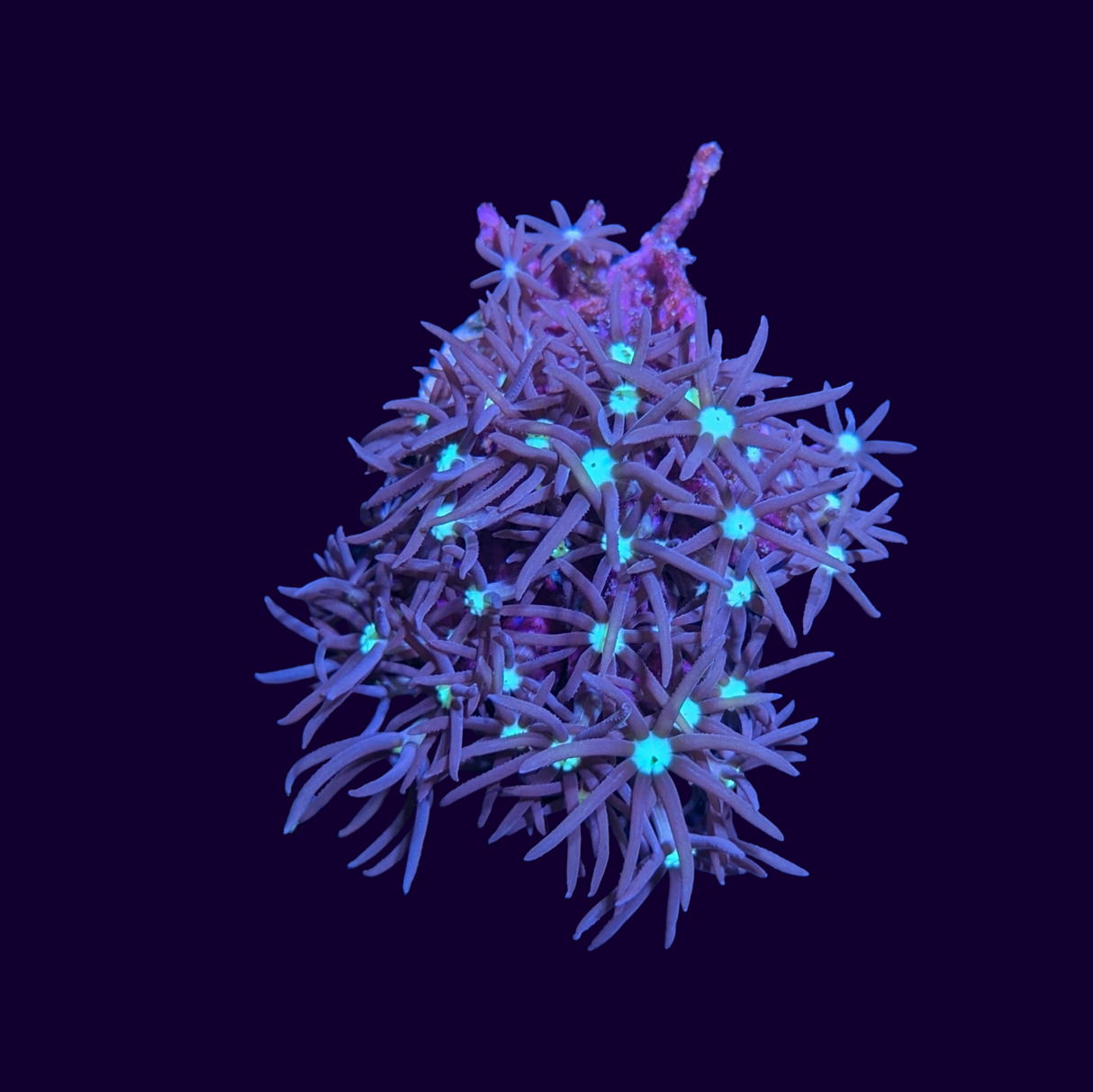 Green Star Polyp Frag