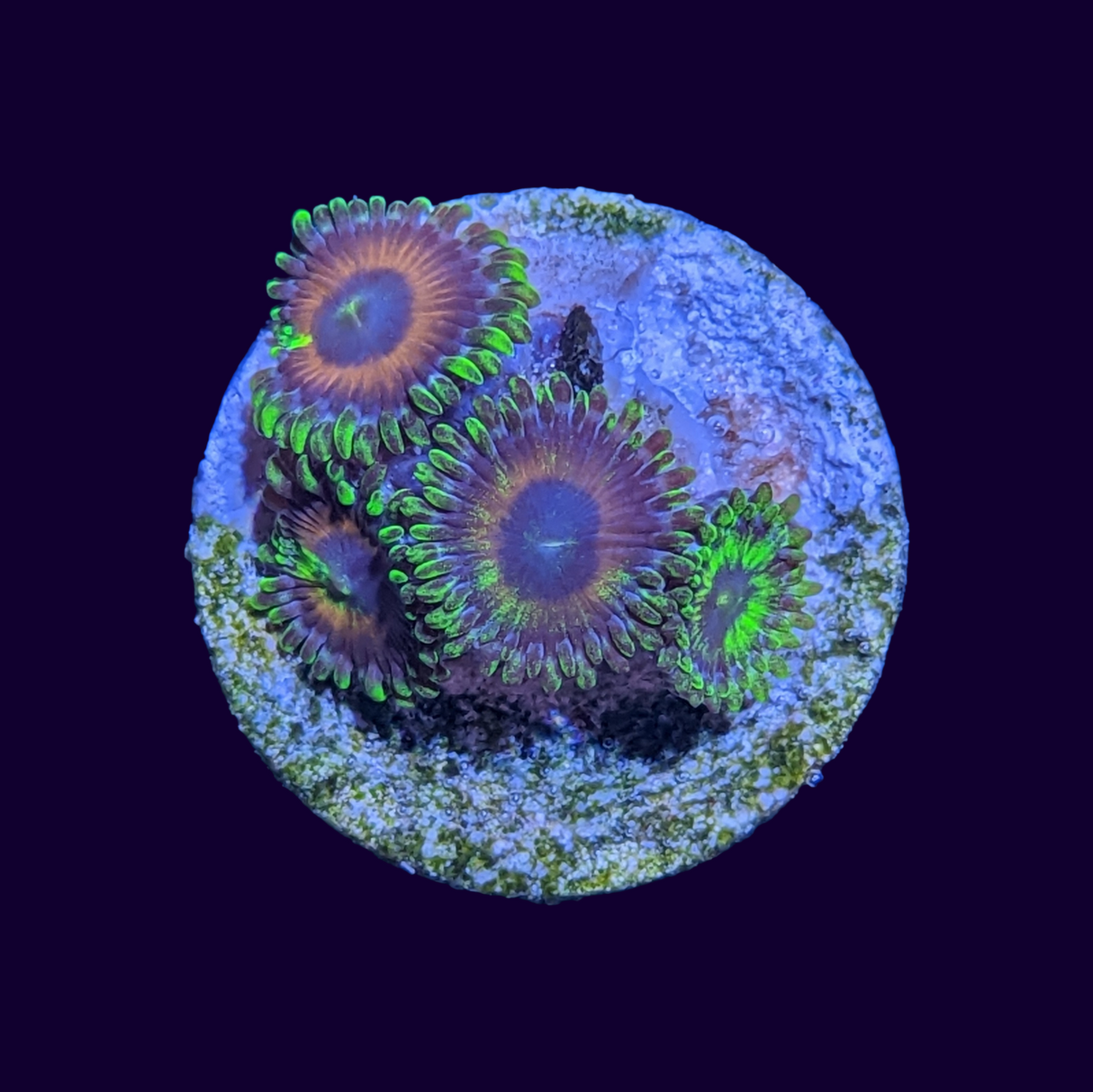 Eagle Eyes Zoas Frag