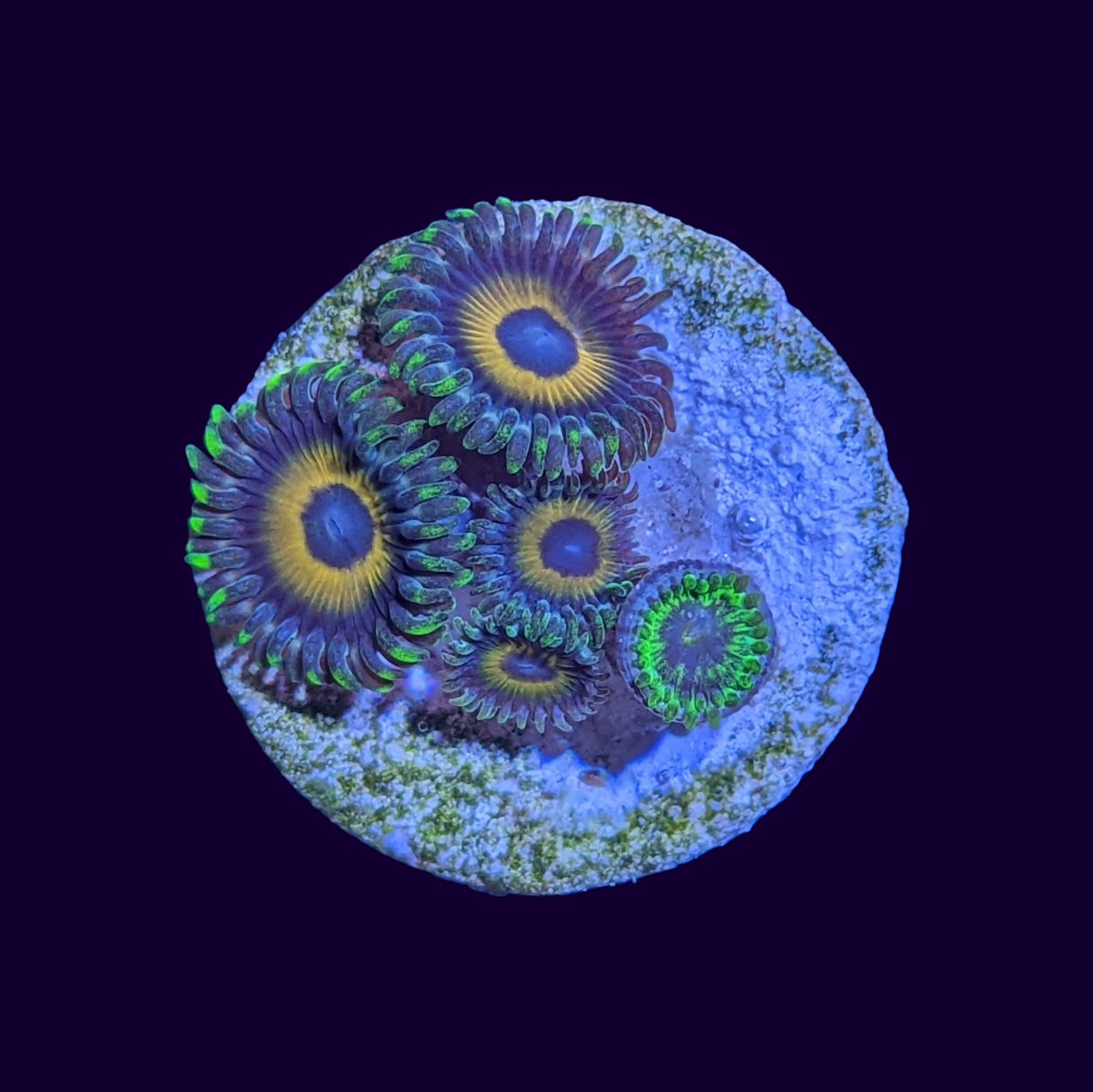 Eagle Eyes Zoas Frag