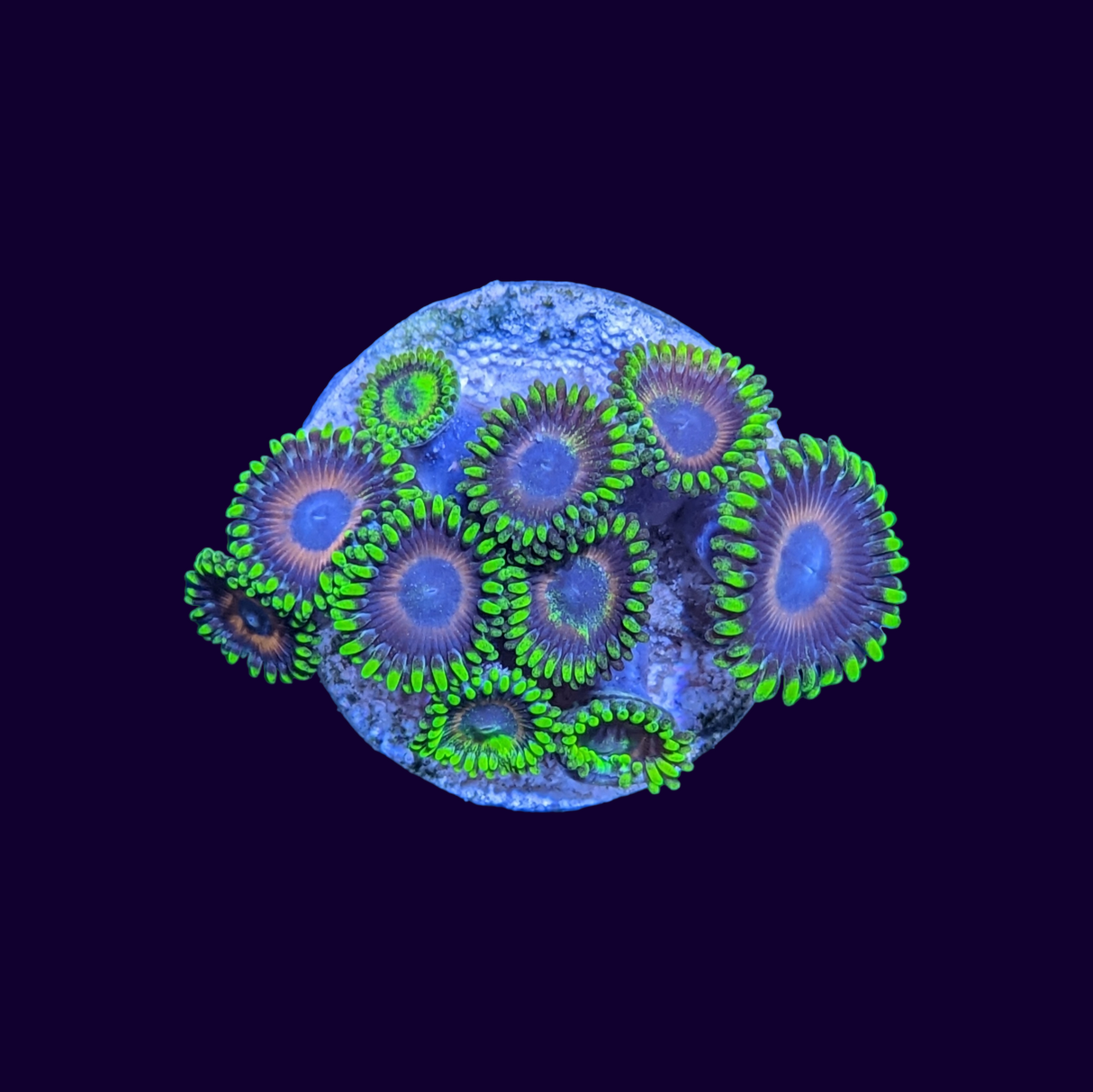 Eagle Eyes Zoa Frag