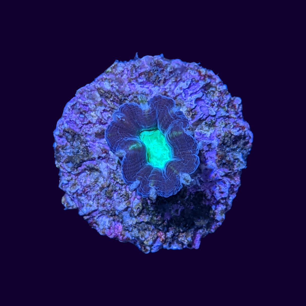 Green Pinwheel Candy Cane