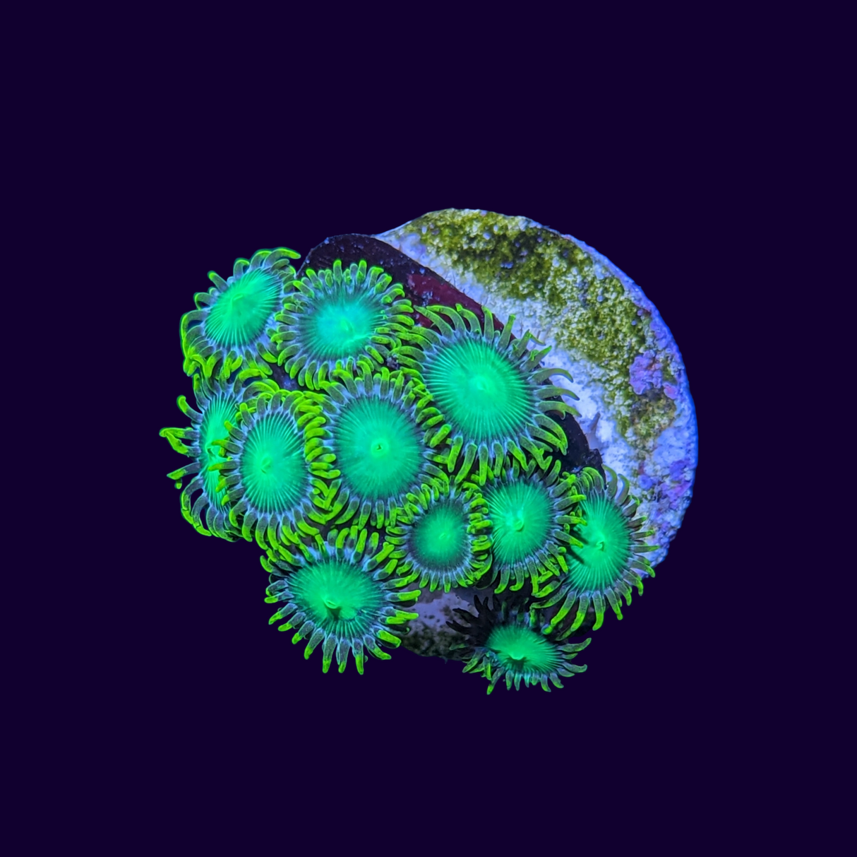 Radioactive Dragons Eye Zoa Frag