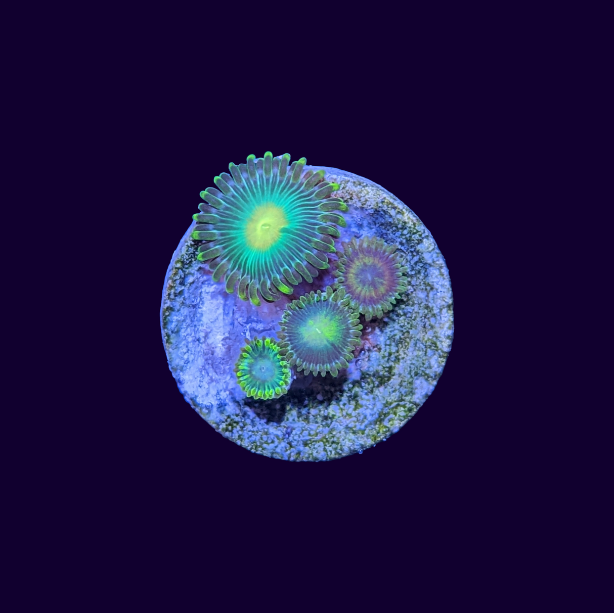 John Deere mix Zoa Frag