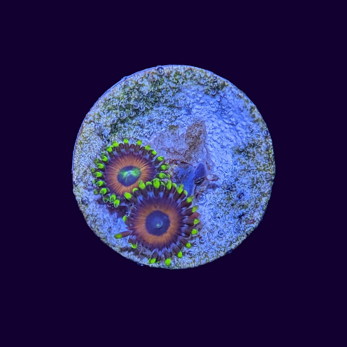 Eagle Eyes Zoas Frag