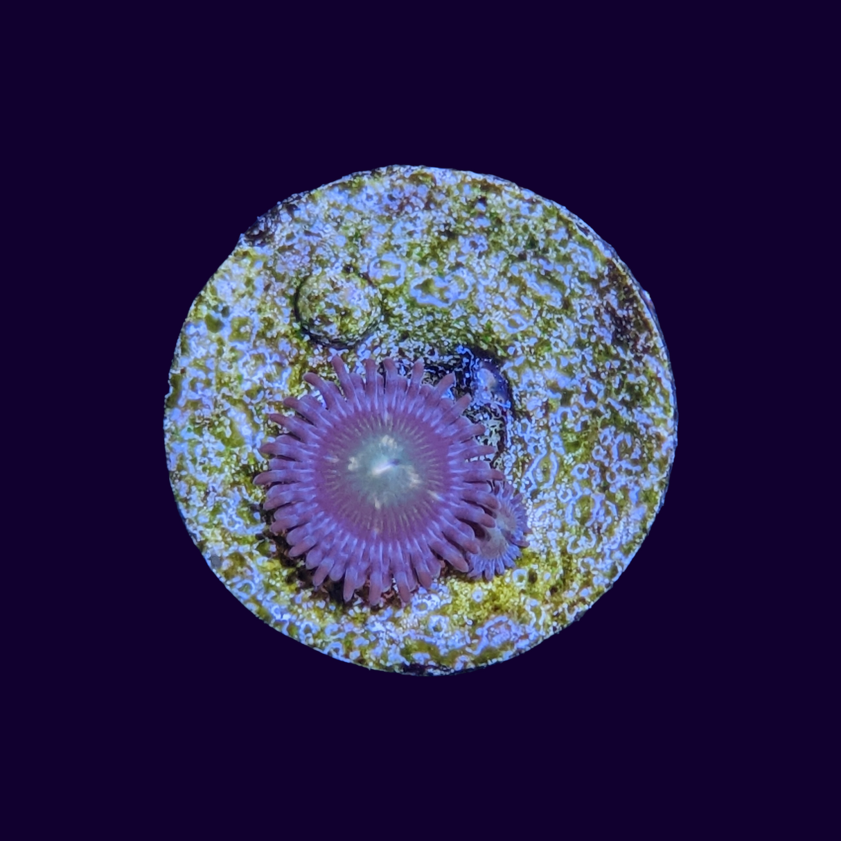 Zoa Frag