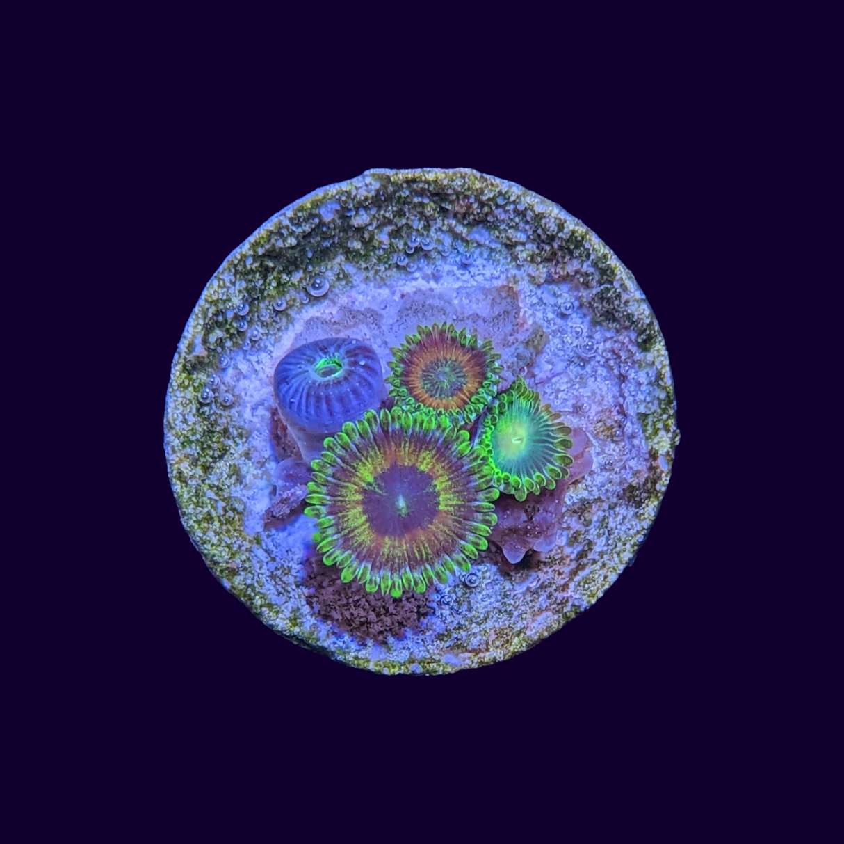 Zoa Frag (UK Grown)
