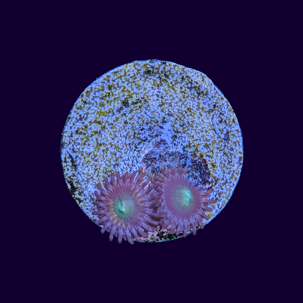 Zoa Frag