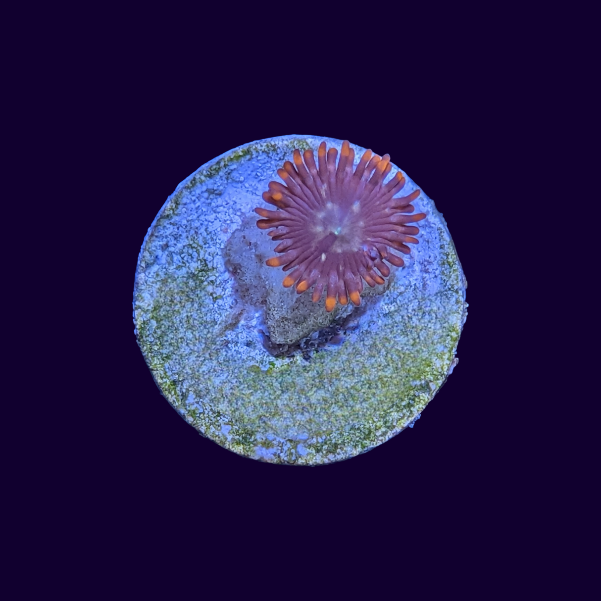 Orange Zoa Frag