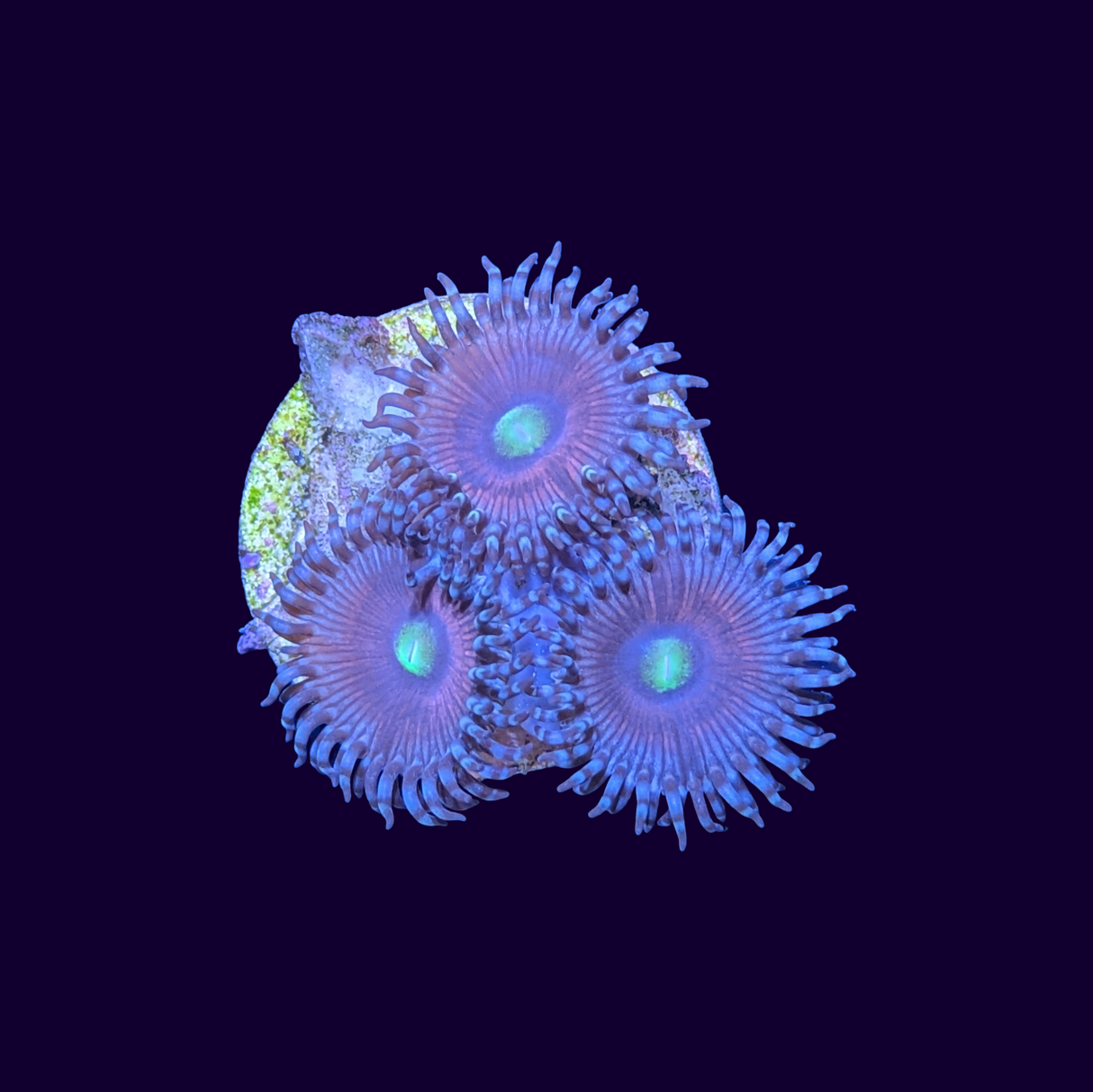 Zoa Frag