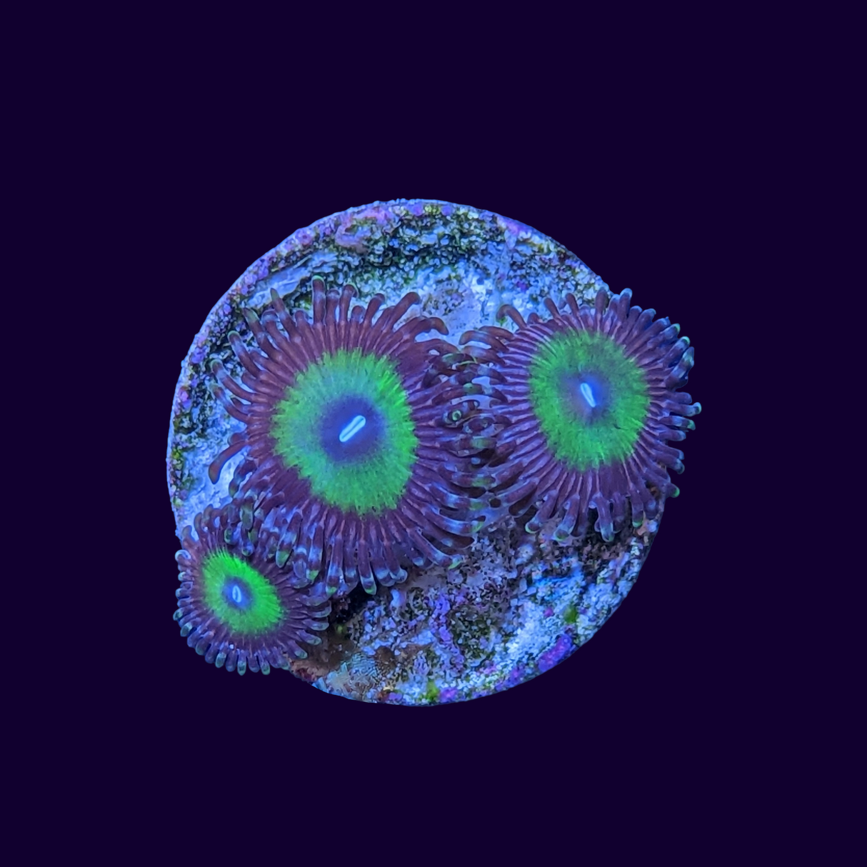 Candy Apple Zoa Frag
