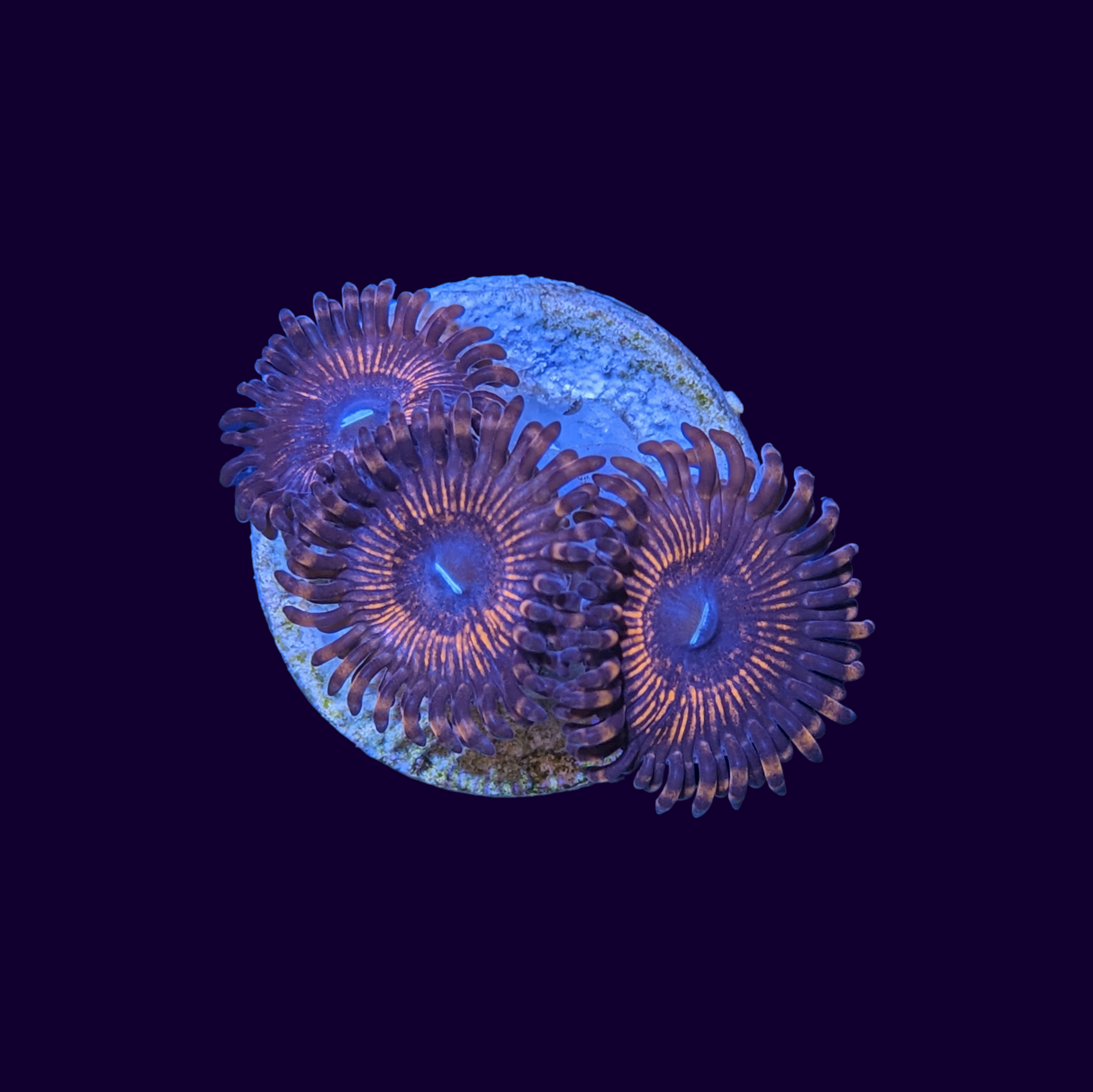 Armageddon Zoa Frag
