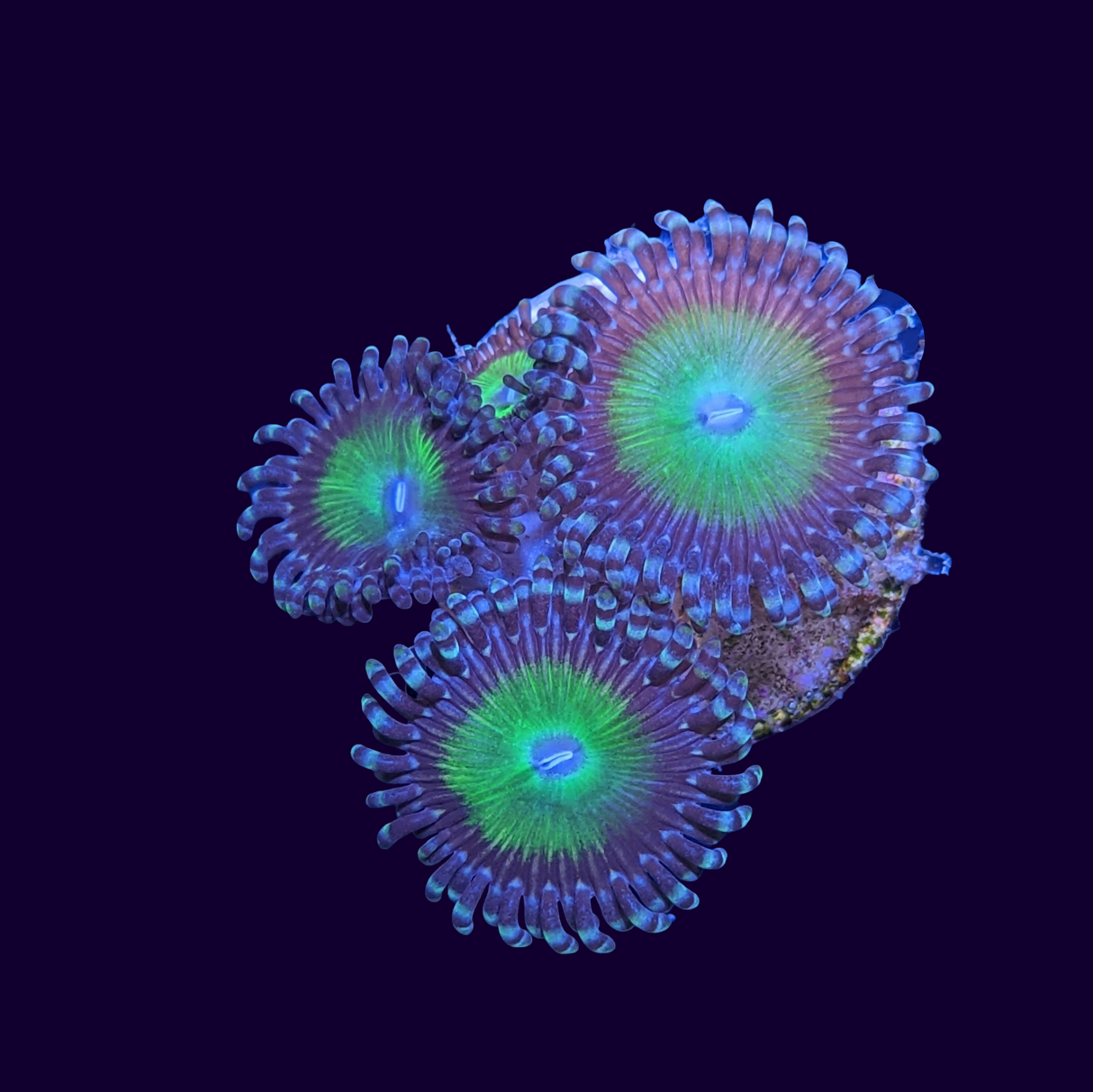 Candy Apple Zoa Frag