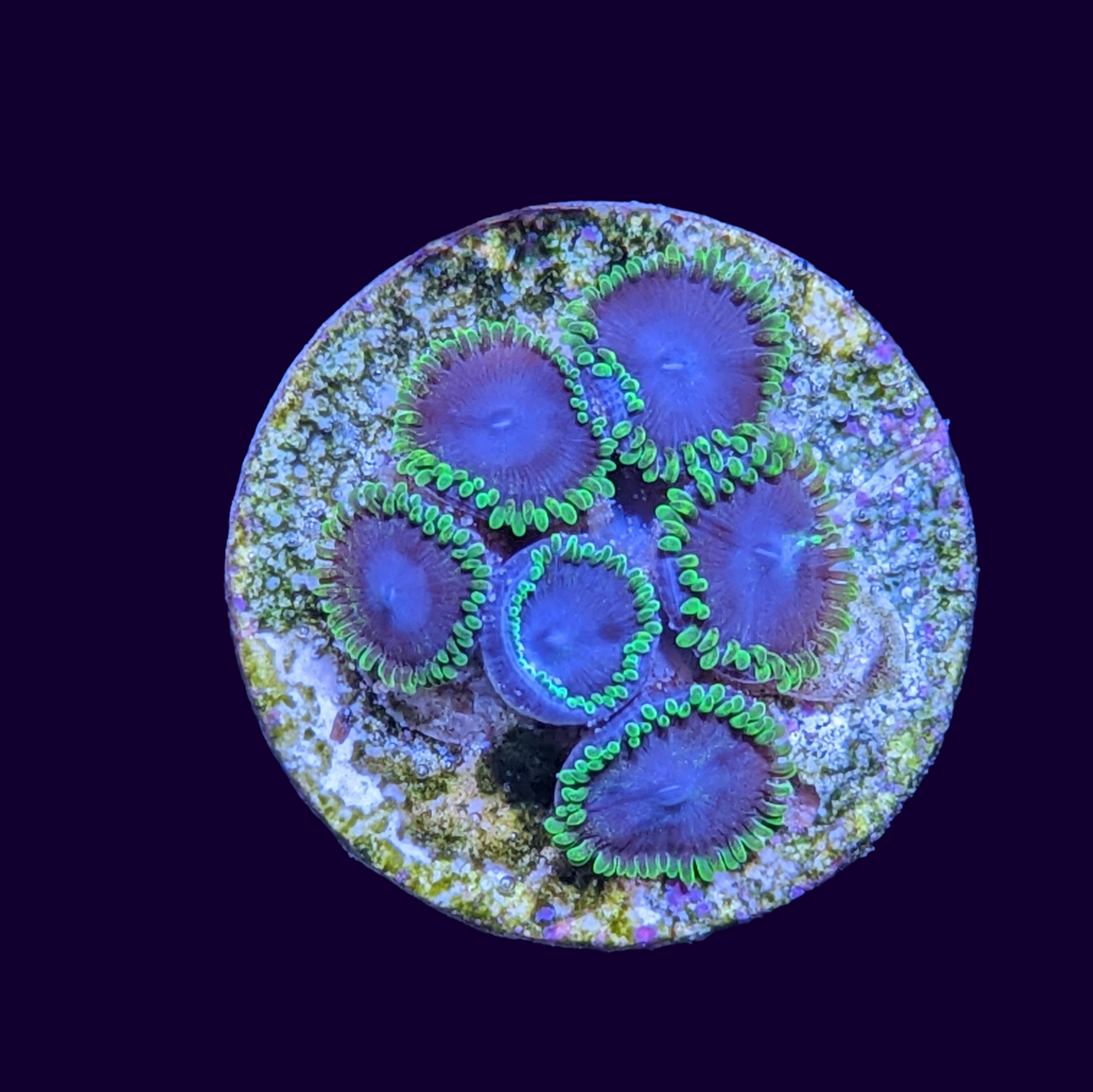 Joker Zoa Frag