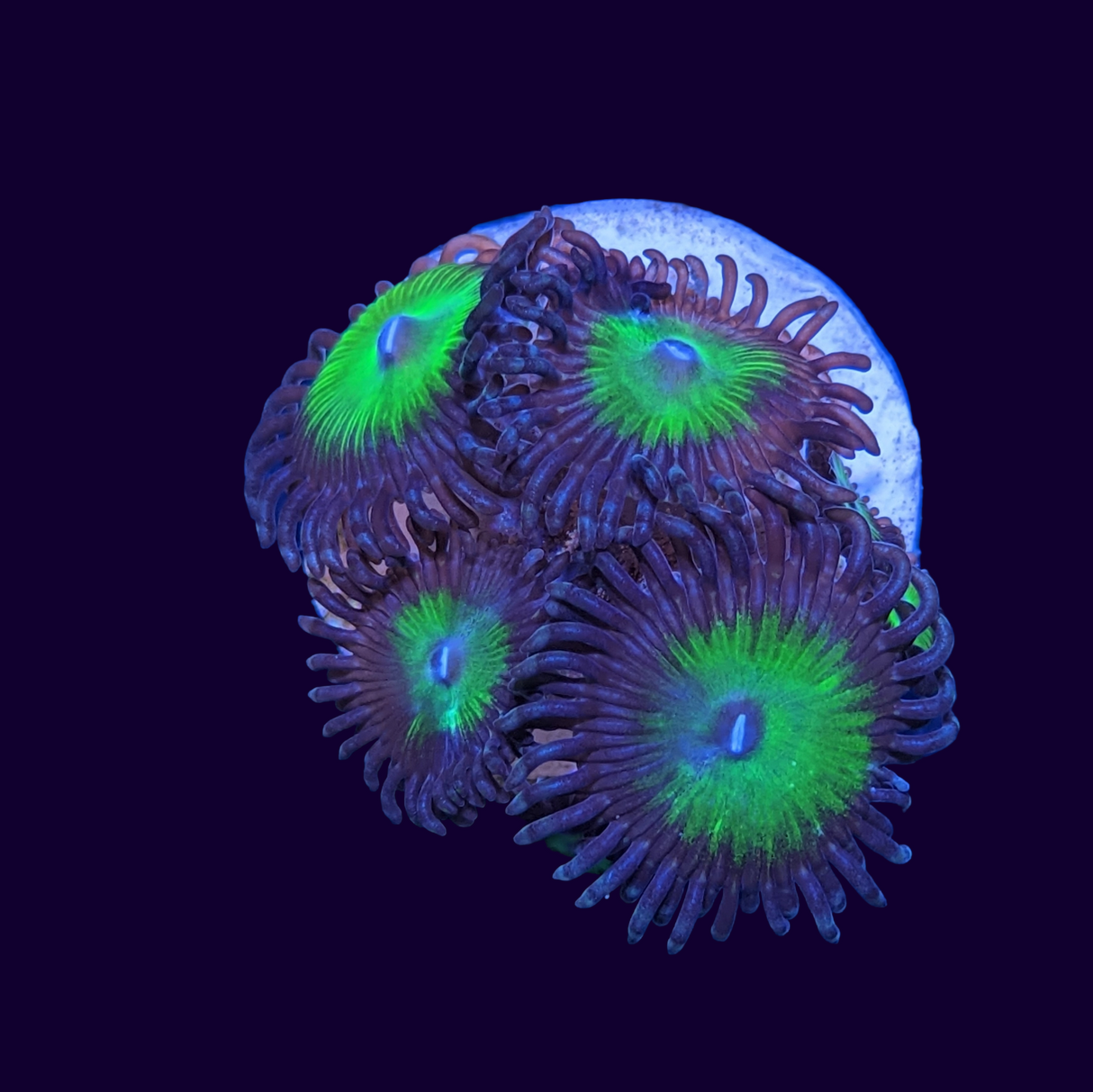 Candy Apple Zoa Frag