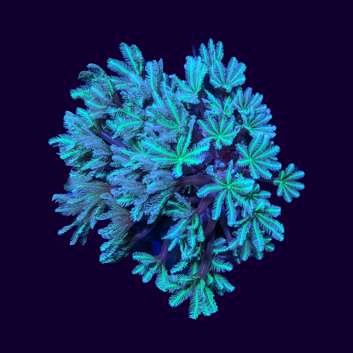 Green Pipe Organ Colony