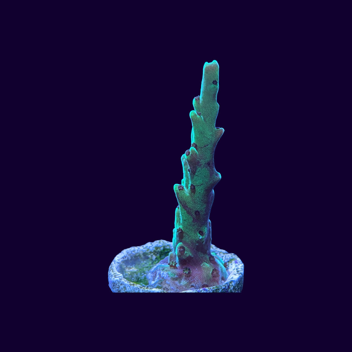 Acropora Frag (UK Grown)