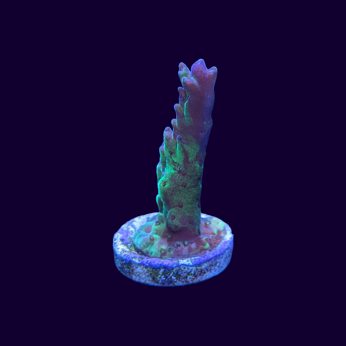 Acropora Frag (UK Grown)