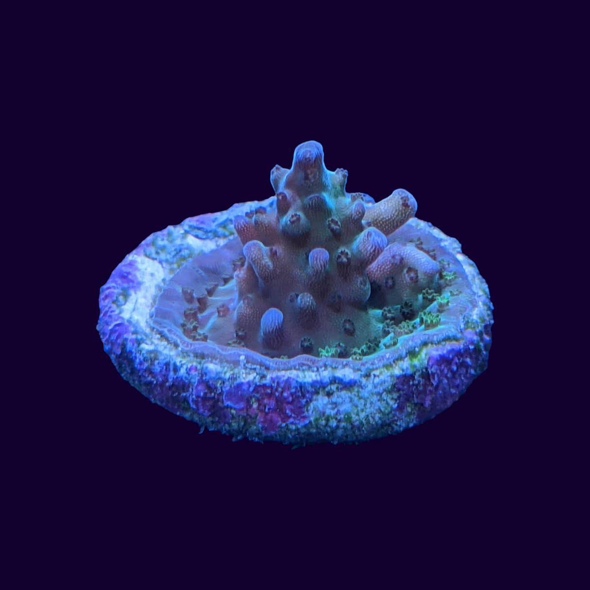 Table Acropora Frag (UK Grown)