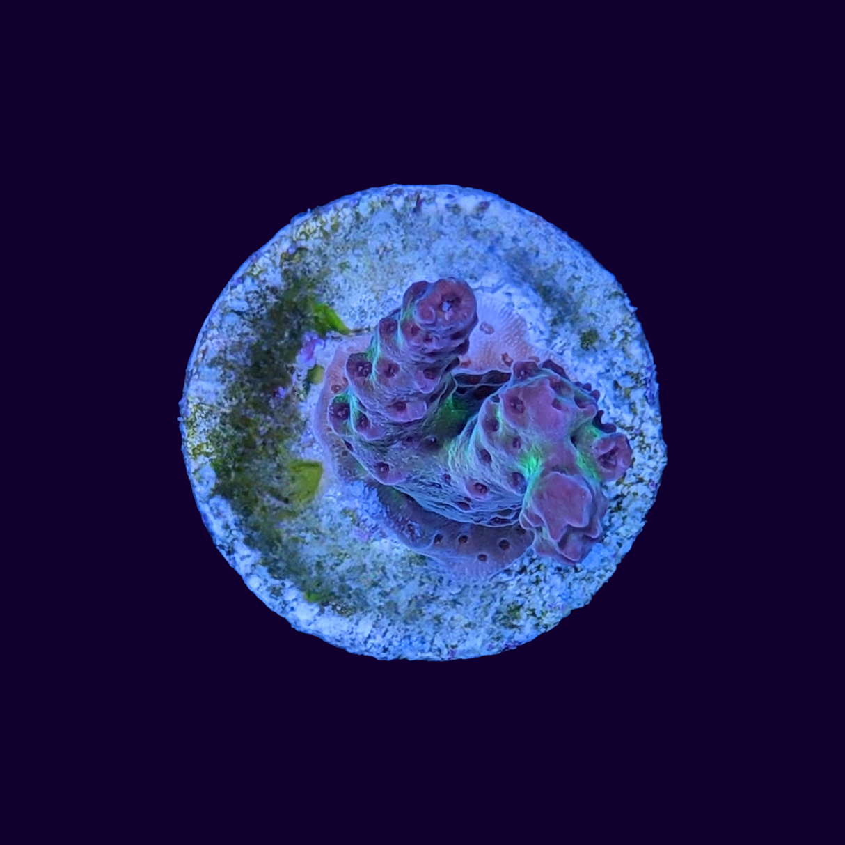 Acropora Frag (UK Grown)