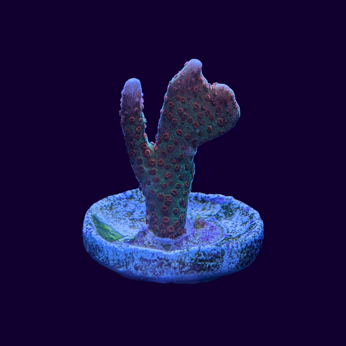 Forest of Fire Montipora digitata (UK Grown)