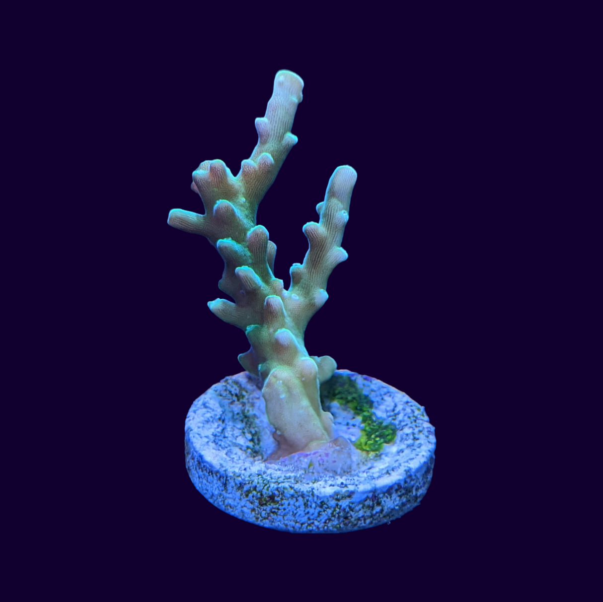 Table Acropora Frag (UK Grown)