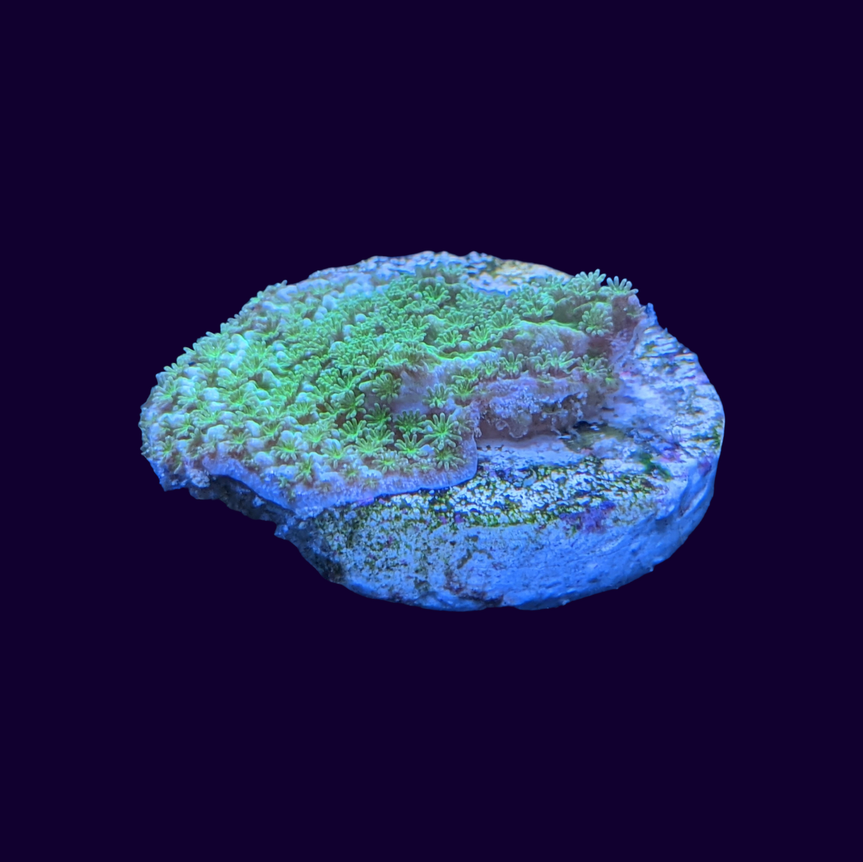 Montipora (UK Grown)