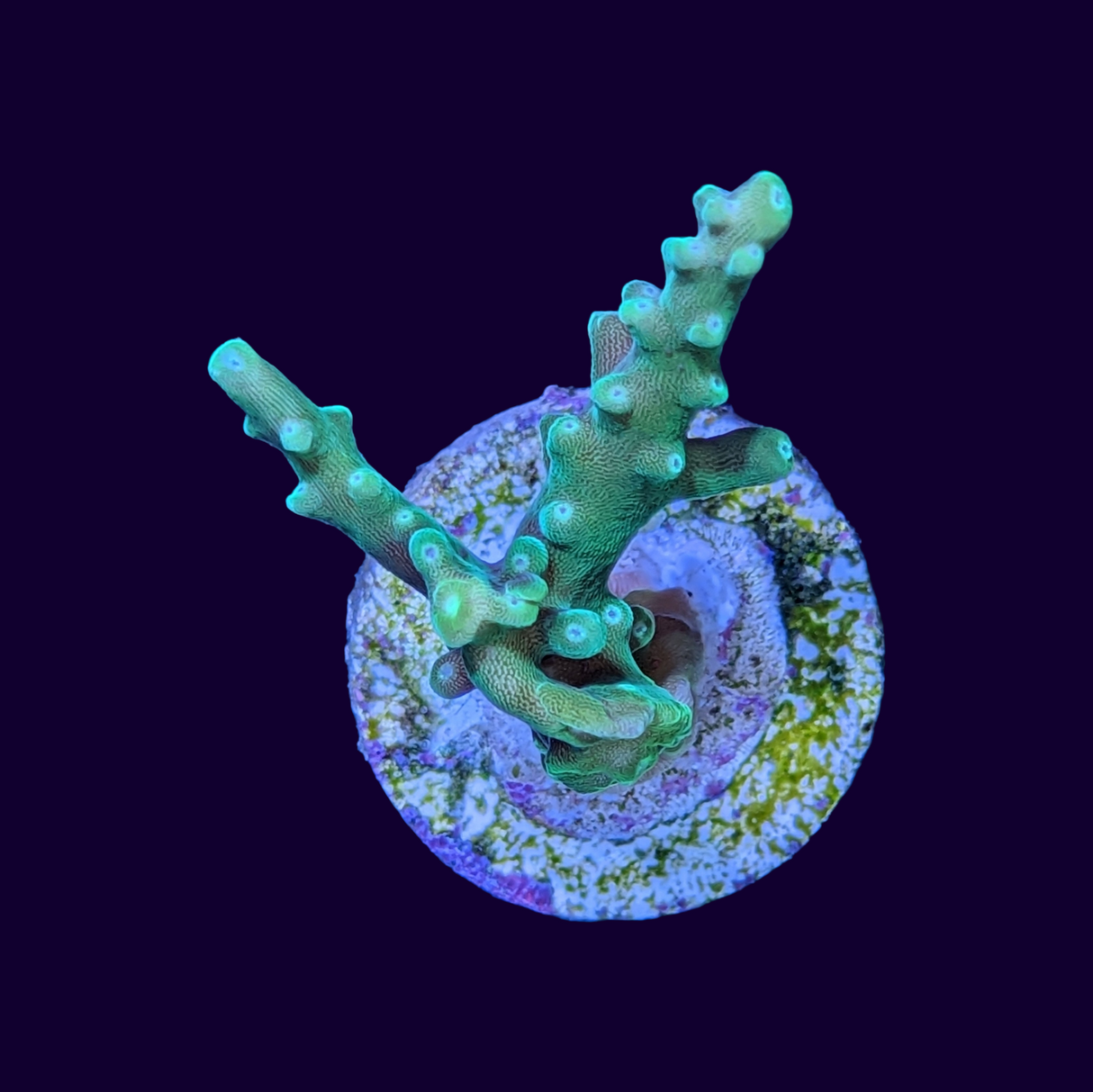 Table Acropora Frag (UK Grown)