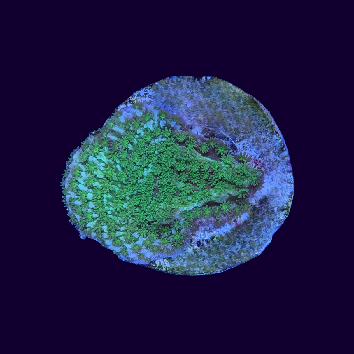 Montipora (UK Grown)