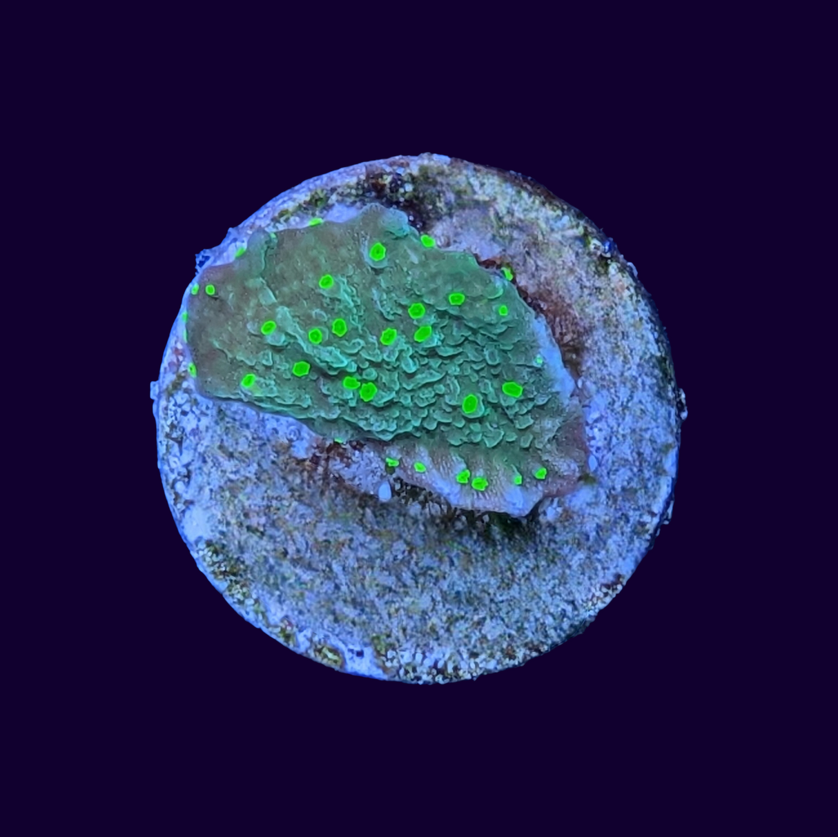 Hirsuta Montipora (UK Grown)