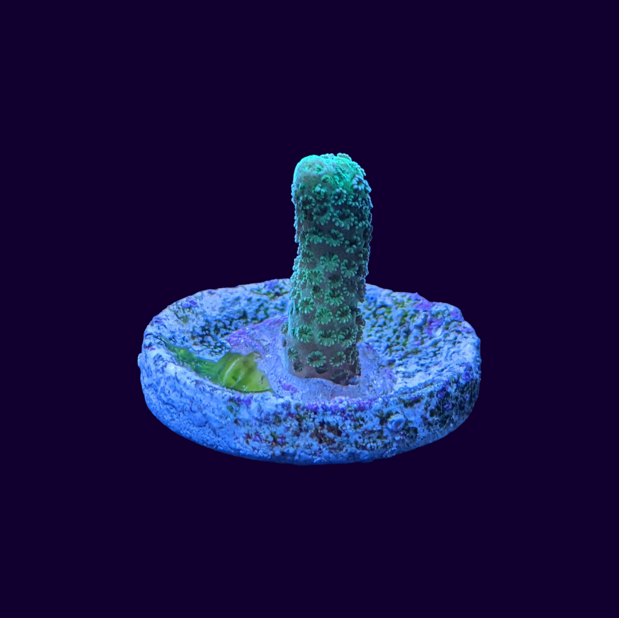 Montipora digitata (UK Grown)