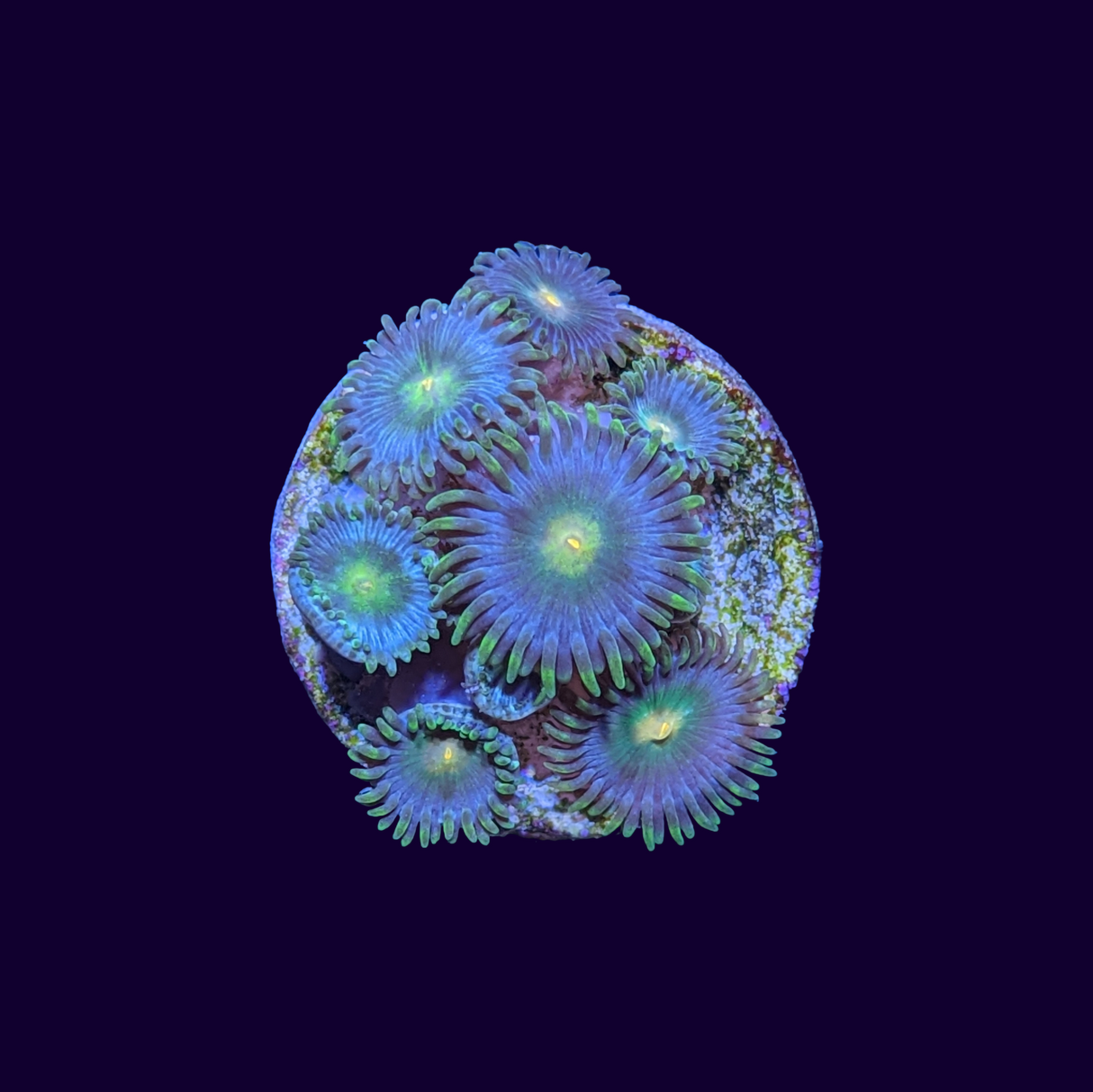 Zoa Frag