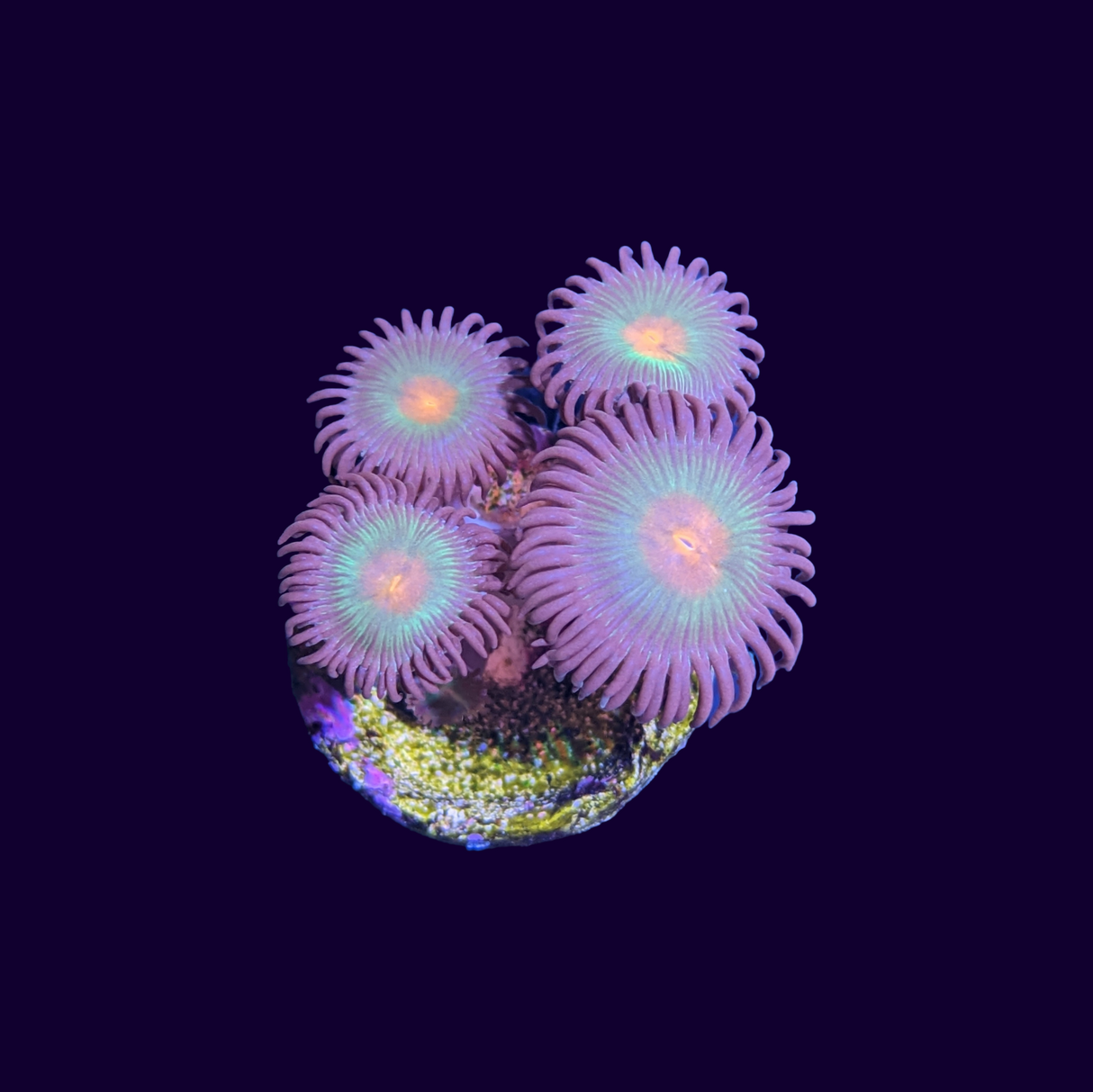 Reverse Gorilla Nipples Zoa Frag