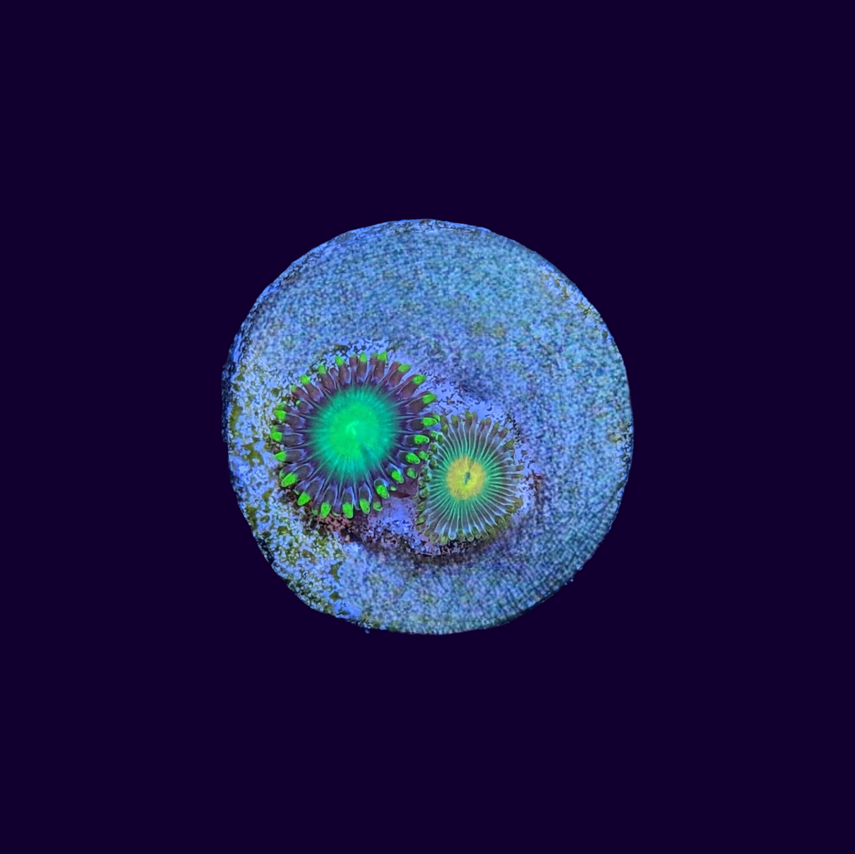 Radioactive Dragons Eye & John Deere mixed Zoa Frag