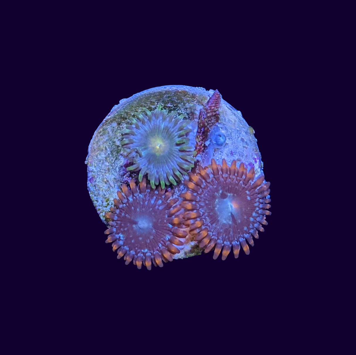 Mixed Zoa Frag