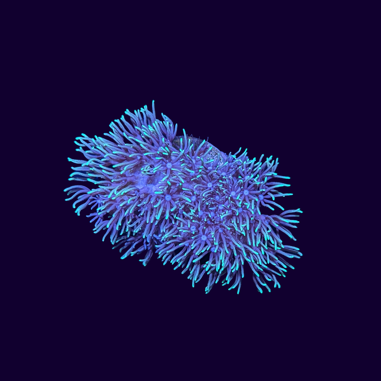 Green Star Polyp Frag